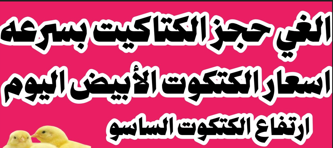 سعر الكتكوت الأبيض اليوم