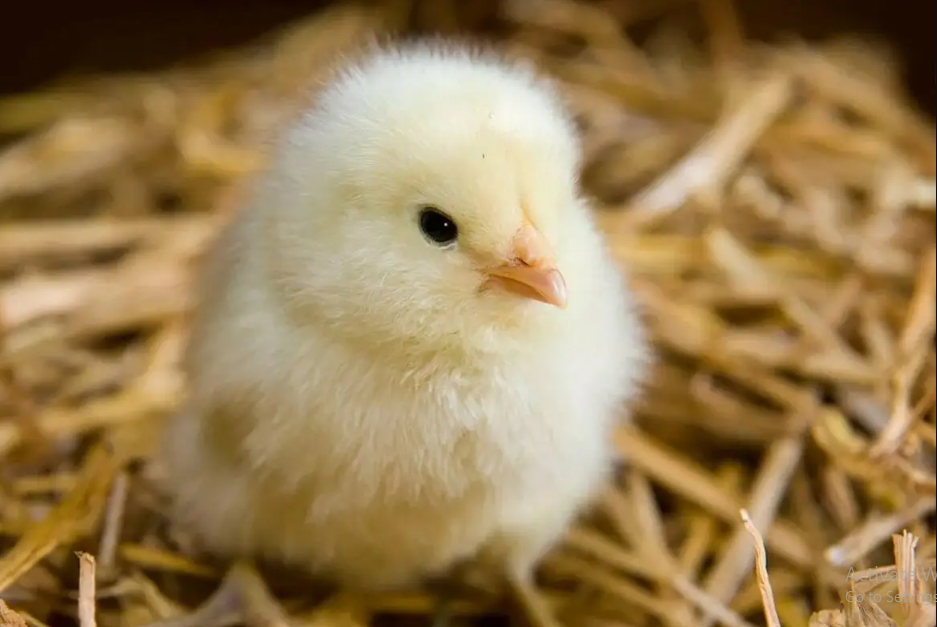 اسعار الكتكوت الأبيض اليوم