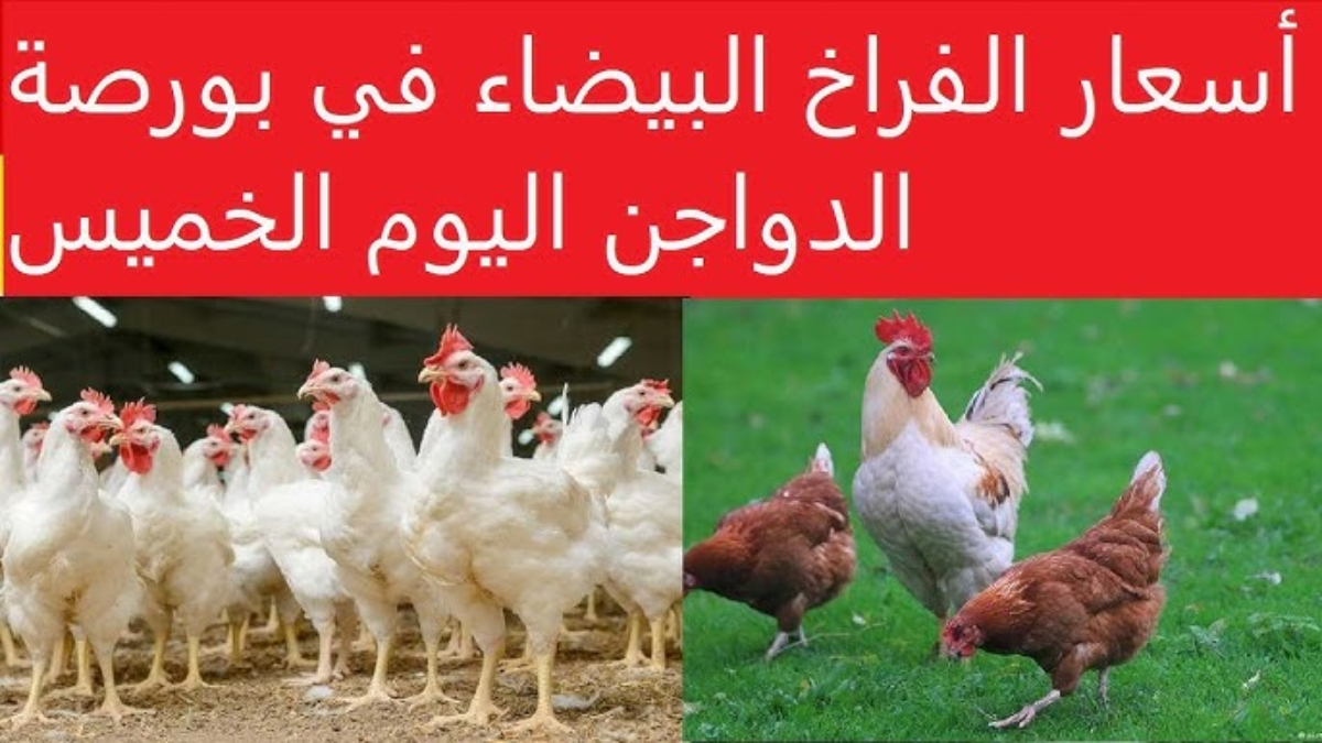 بورصة الدواجن اليوم أسعار الفراخ البيضاء