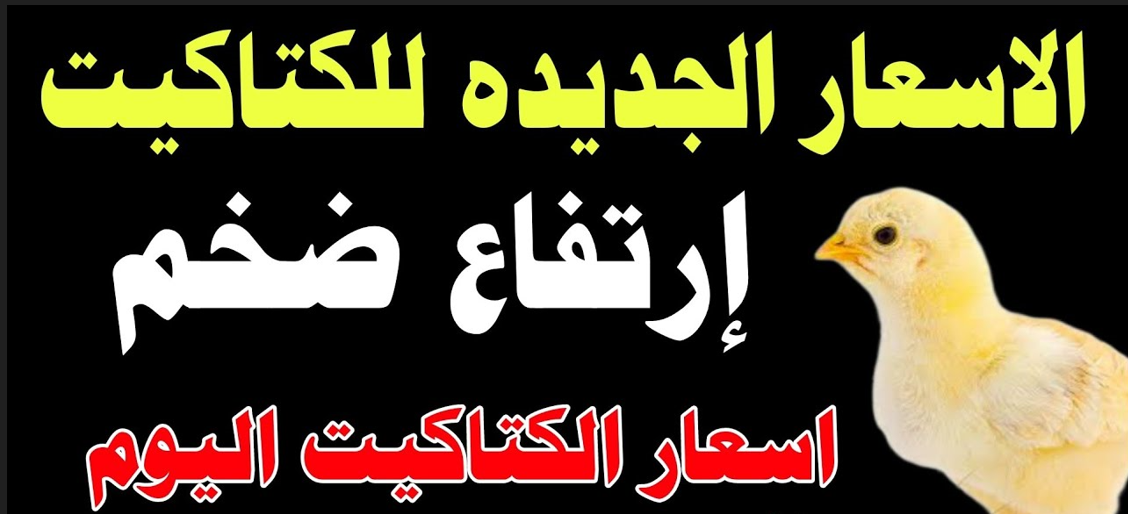 سعر الكتكوت الأبيض اليوم عمر يوم