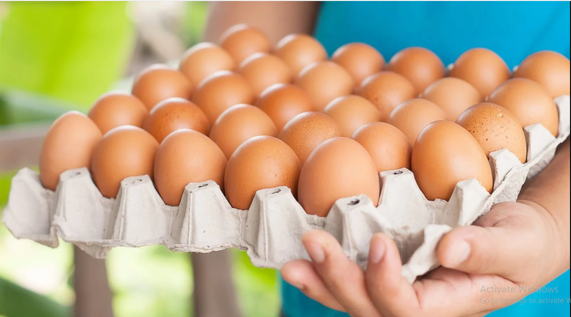 سعر كرتونة البيض اليوم للمستهلك