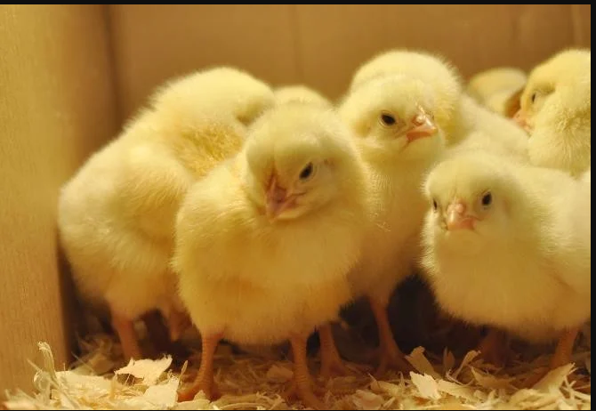 اسعار الكتكوت الأبيض اليوم