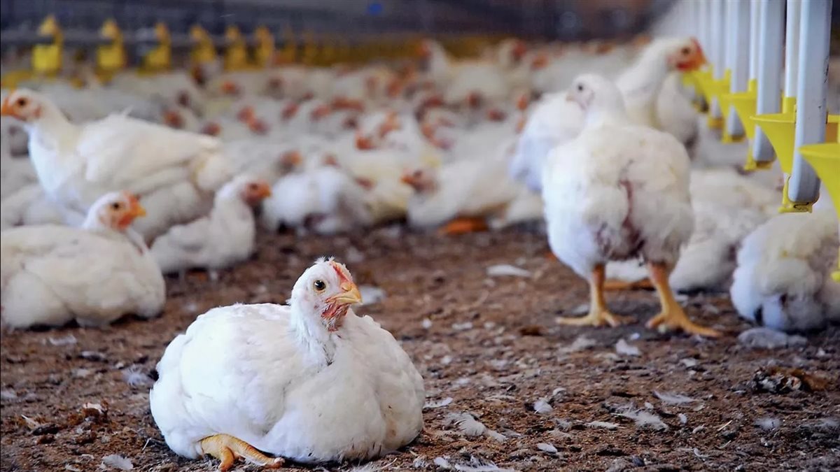 بورصة الدواجن اليوم أسعار الفراخ البيضاء