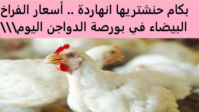 بورصة الدواجن اليوم أسعار الفراخ البيضاء