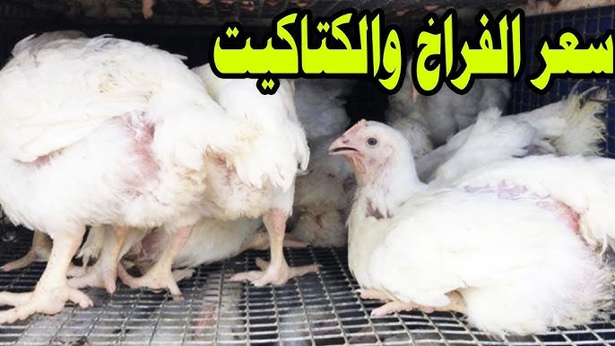 بورصة الدواجن اليوم أسعار الفراخ البيضاء