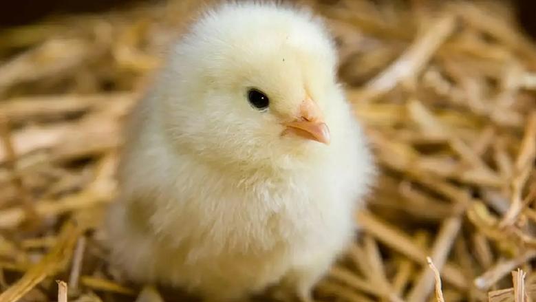 اسعار الكتاكيت اليوم