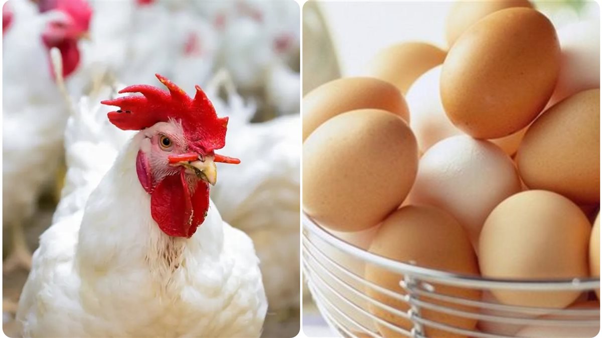 اسعار الفراخ اليوم