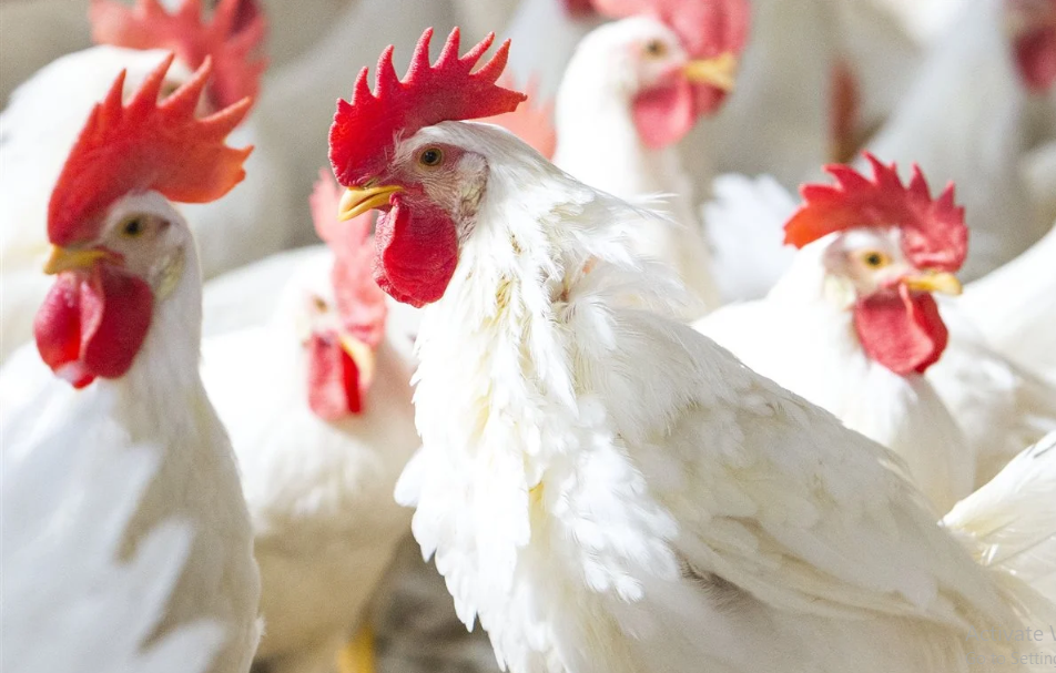 أسعار الفراخ البيضاء