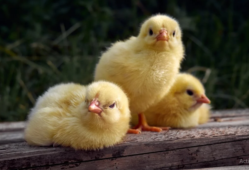 سعر الكتكوت الأبيض اليوم عمر يوم