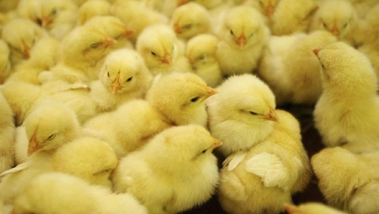 سعر الكتكوت الأبيض اليوم