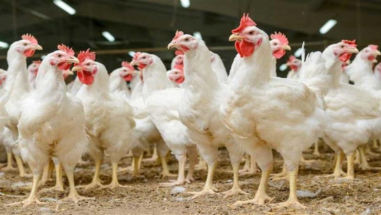 أسعار الفراخ البيضاء اليوم