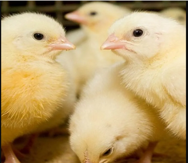 سعر الكتكوت الأبيض اليوم