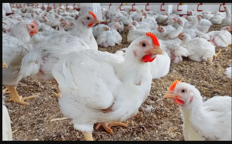 بورصة الدواجن اليوم أسعار الفراخ البيضاء