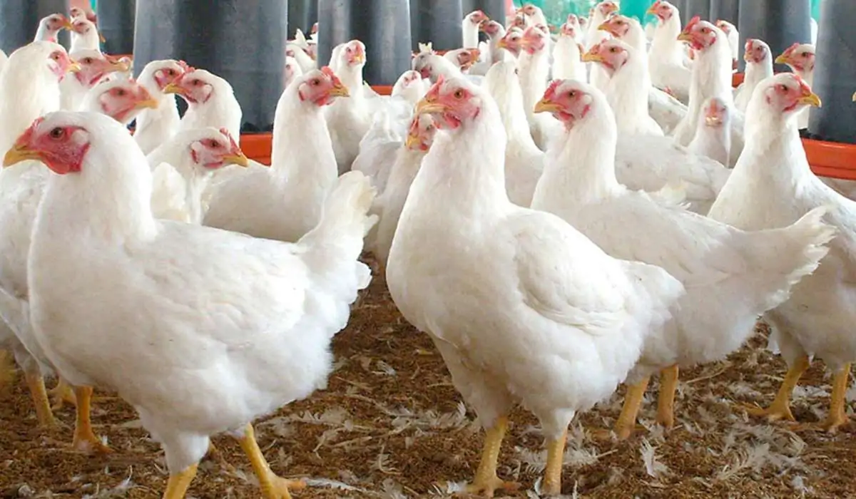 بورصة الدواجن اليوم أسعار الفراخ البيضاء