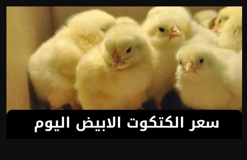 سعر الكتكوت الأبيض اليوم