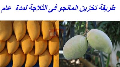 لمدة سنة كاملة.. طريقة تخزين المانجو في الفريزر للحفاظ على طعمها وقيمتها