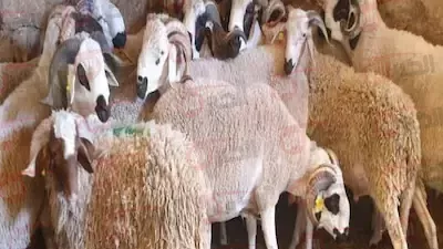 هضحي بالتقسيط السنادي.. أسعار صكوك الأضاحي بالجمعيات الخيرية المصرية