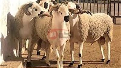 دليلك الشامل لسعر صك الاضحية ٢٠٢٥بالجمعيات الخيرية في مصر