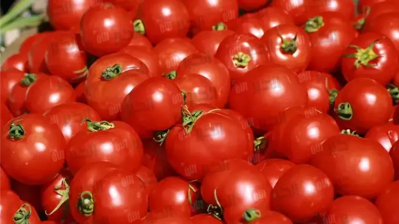 سعر الطماطم اليوم