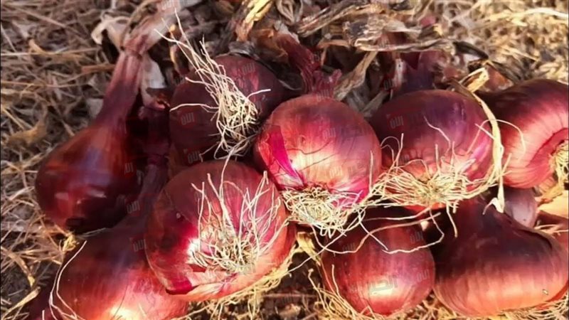 أسعار البصل الآن