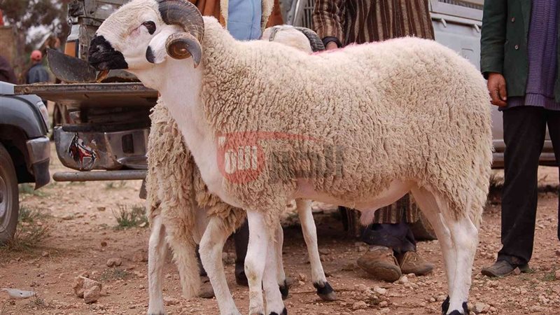 سعر الخروف اليوم