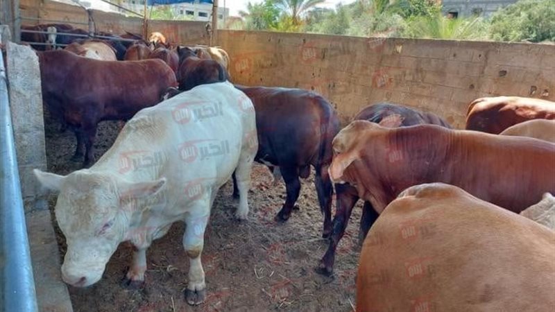 سعر الكيلو العجول