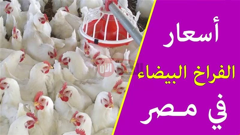 أسعار الفراخ بورصة