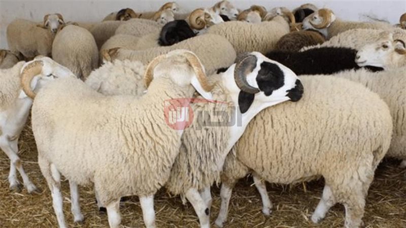 سعر كيلو الخرفان