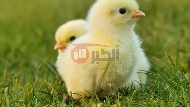 سعر الكتكوت الأبيض