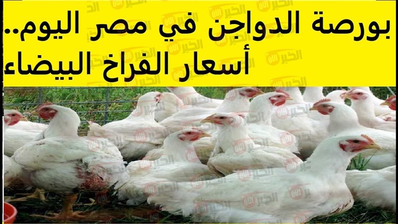 أسعار الفراخ البيضاء