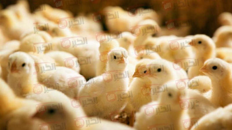 اسعار الكتاكيت اليوم