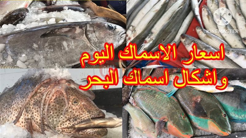 اسعار السمك اليوم