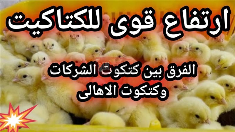 اسعار الكتاكيت اليوم