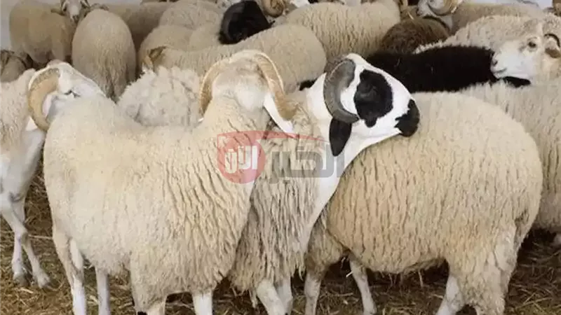 سعر كيلو الخرفان