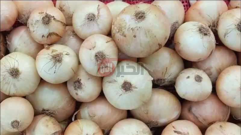 سعر البصل اليوم