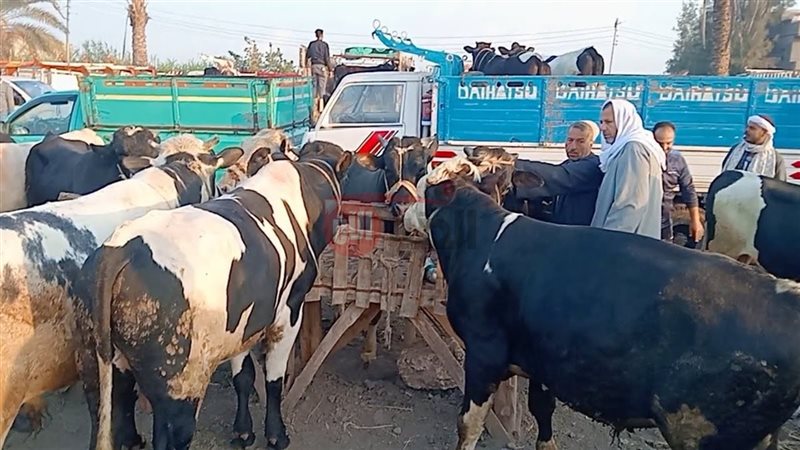 سعر كيلو العجول قائم