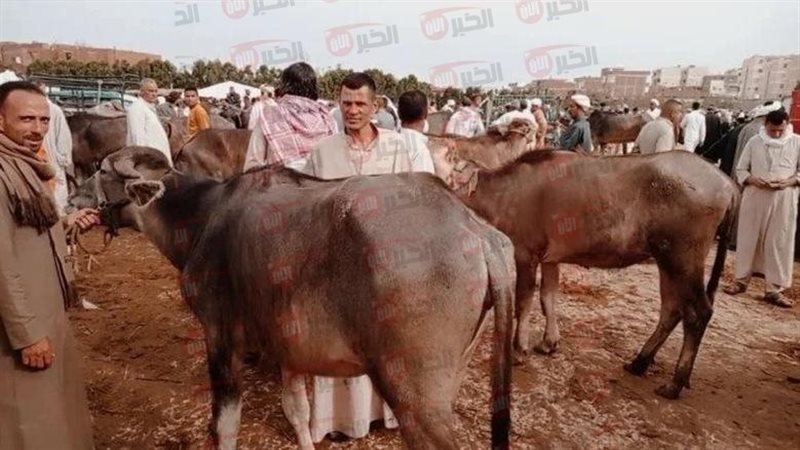 أسعار لحوم الأضاحي