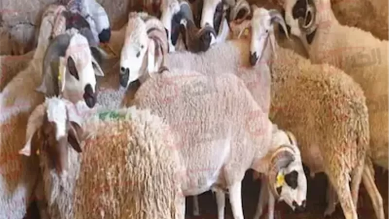 أسعار صكوك الأضاحي