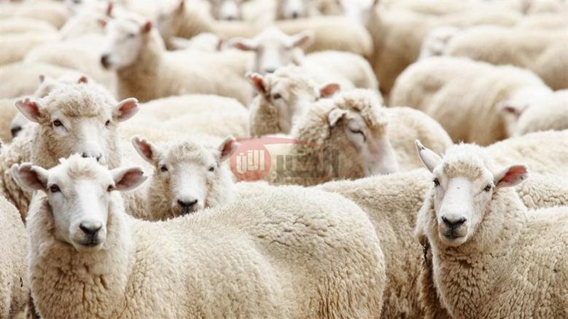 سعر كيلو الخرفان