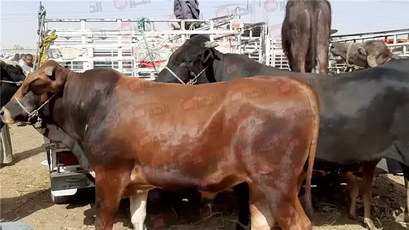 سعر العجول البقري