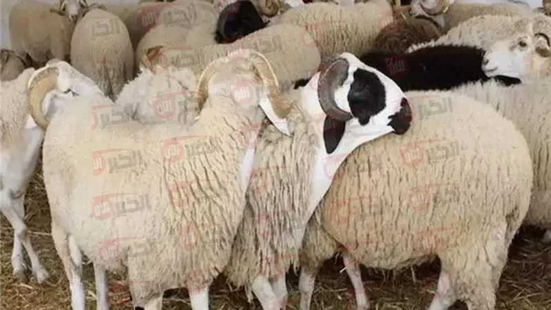 سعر كيلو الخرفان