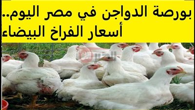 ارتفاع جديد لأسعار الفراخ البيضاء اليوم في بورصة الدواجن والأسواق المصرية