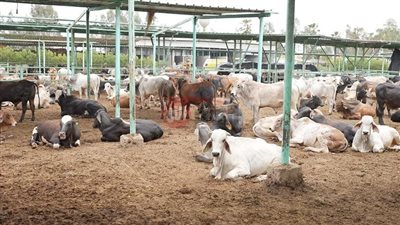 السهم يبدأ من 6200 جنيه.. سعر صك الاضحية ٢٠٢٥ بالاسواق والجمعيات الخيرية