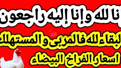 تراجع أسعار الفراخ البيضاء والامهات في بورصة الدواجن والأسواق المصرية للمستهلكين