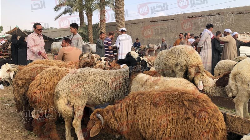 اسعار الاضاحي 2025