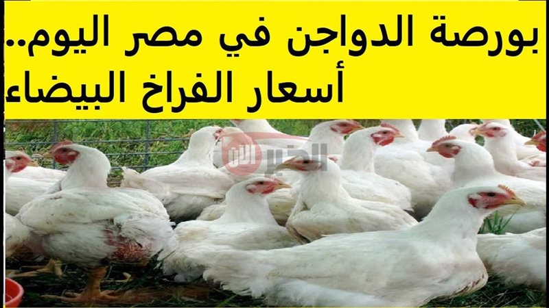 أسعار الفراخ البيضاء