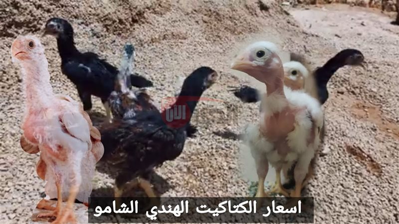 اسعار الكتاكيت اليوم