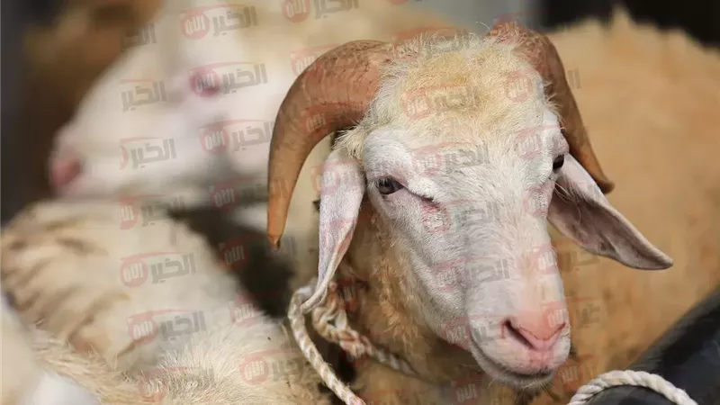 اسعار الاضاحي 2025