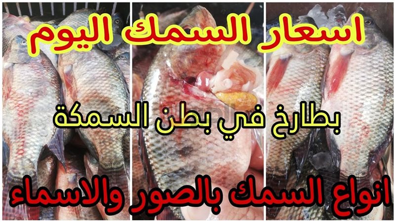اسعار السمك اليوم