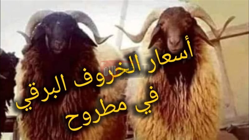 سعر الخروف البرقي